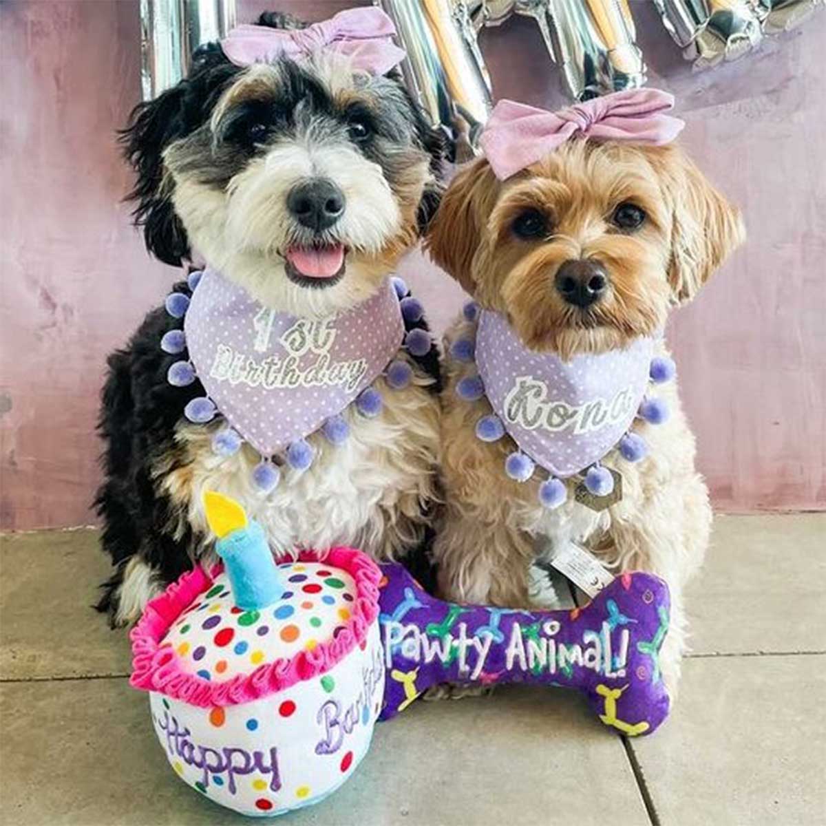 Pawty Animal Bone | Pawlicious & Company