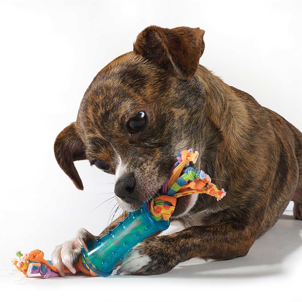 Orka Mini Dental Chew - Colorful 3 Pack | Pawlicious & Company