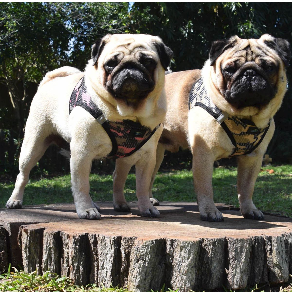 American River Choke Free Dog Harness - Pink Camouflage | Pawlicious & Company