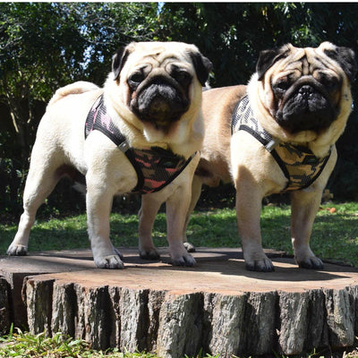 American River Choke Free Dog Harness - Pink Camouflage | Pawlicious & Company