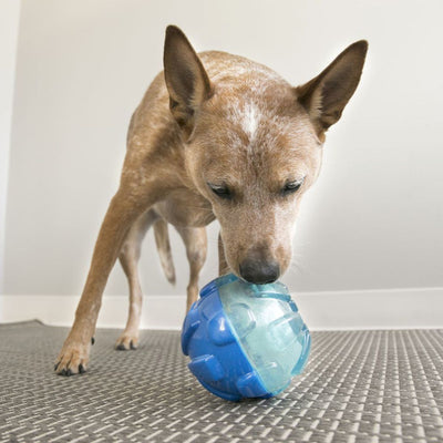 KONG® Rewards Ball Dog Toy | Pawlicious & Company