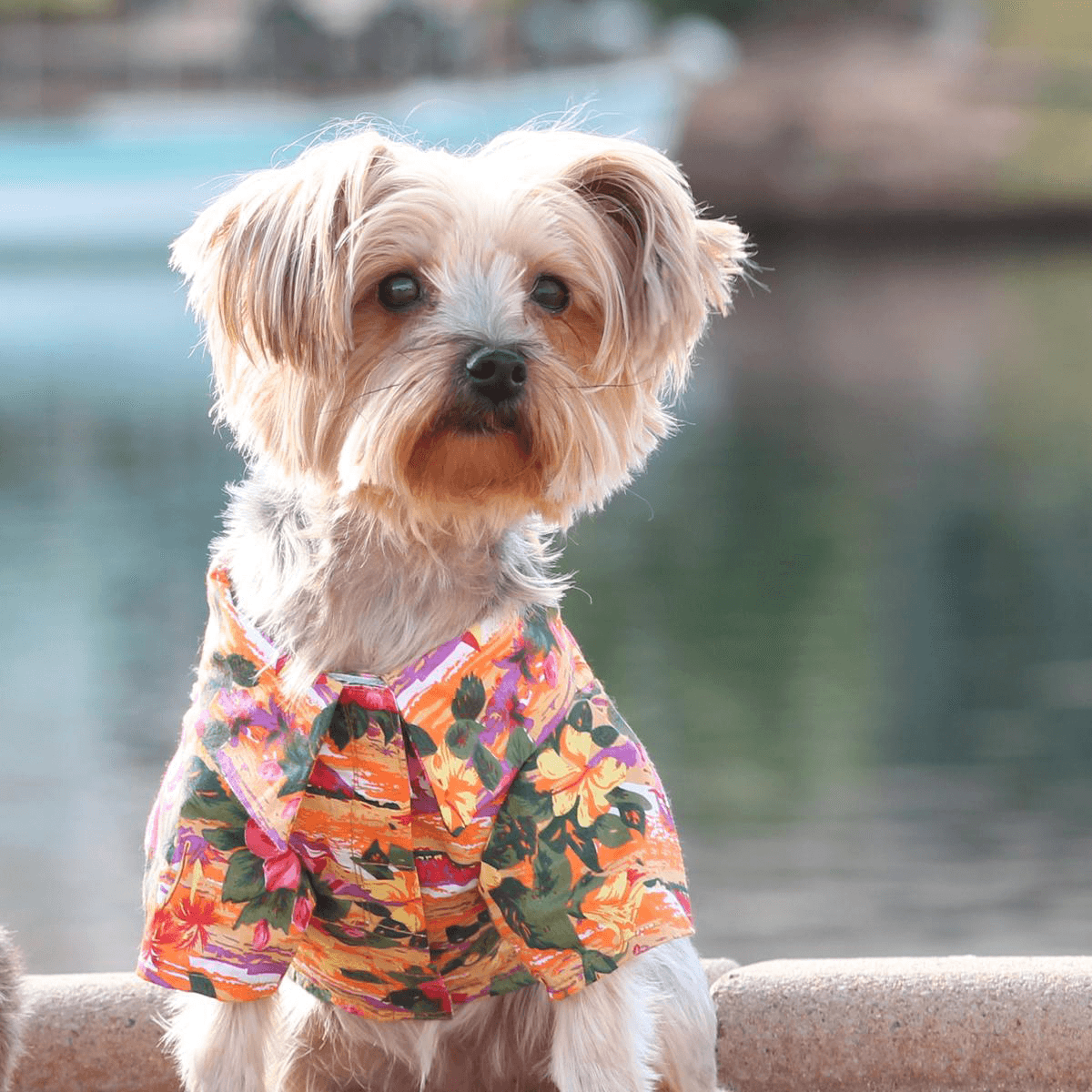 Sunset Hibiscus Camp Dog Shirt | Pawlicious & Company