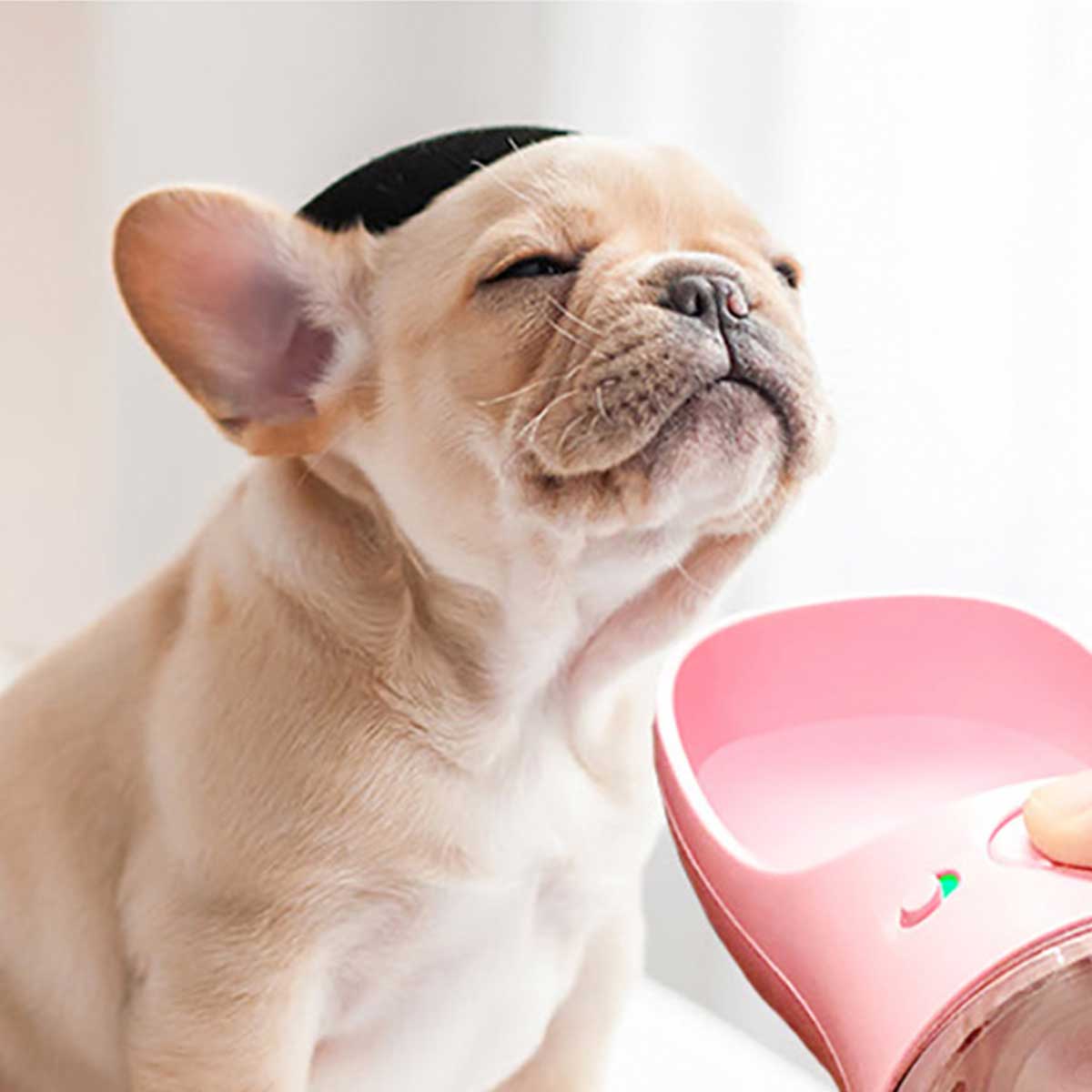 Portable Dog Water Bowl in Pink | Pawlicious & Company
