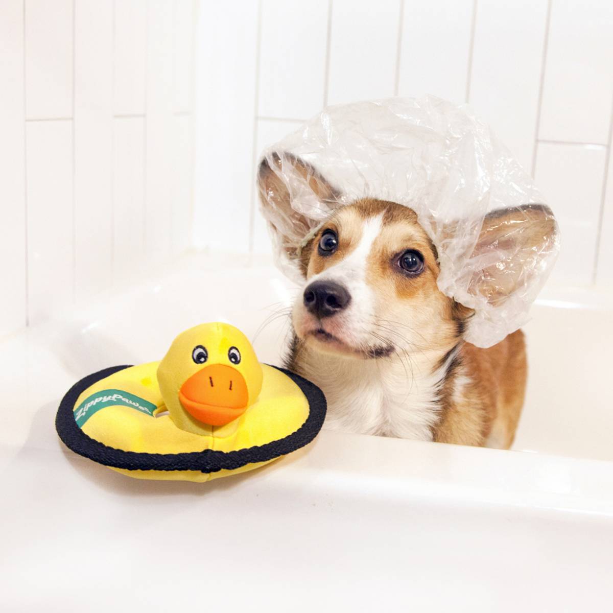 Floaterz Duck Toy | Pawlicious & Company