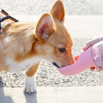 Portable Dog Water Bowl in Pink | Pawlicious & Company