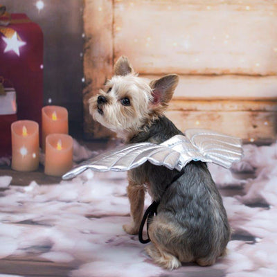 Silvery Angel Wings | Pawlicious & Company