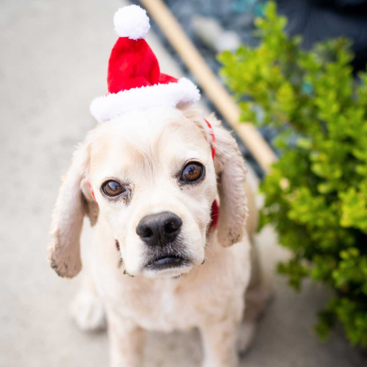 Santa Hat | Pawlicious & Company