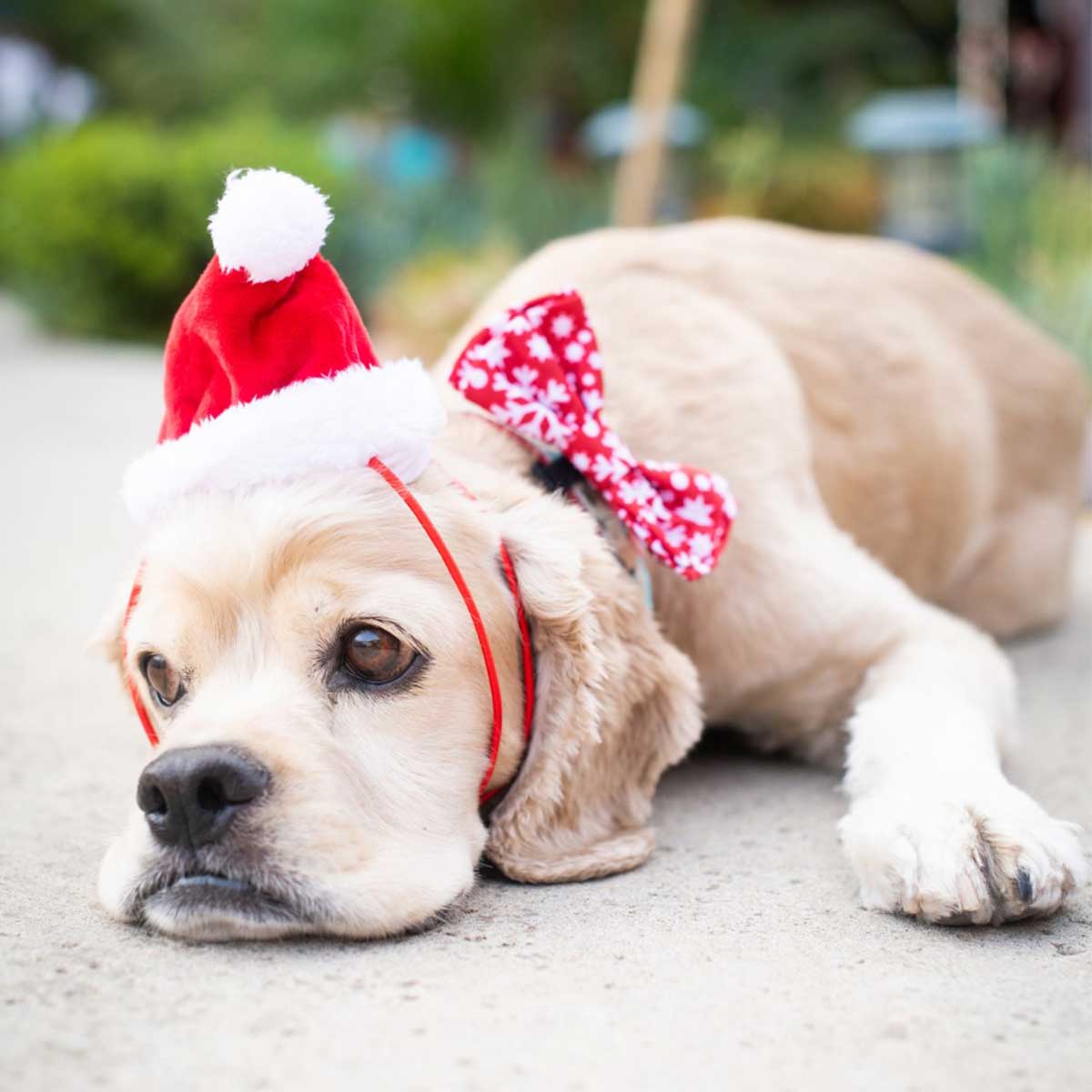 Santa Hat | Pawlicious & Company