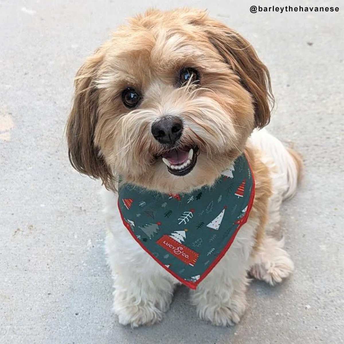 Santa Land Tie-On Pet Bandana