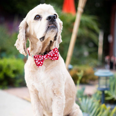 Snowflake Collar Bow Tie | Pawlicious & Company