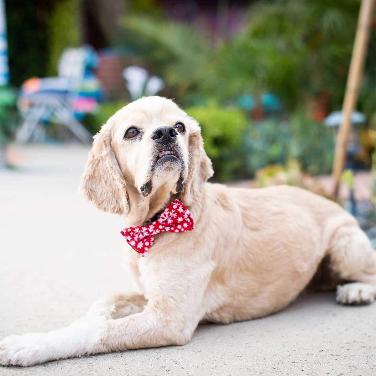 Snowflake Collar Bow Tie | Pawlicious & Company