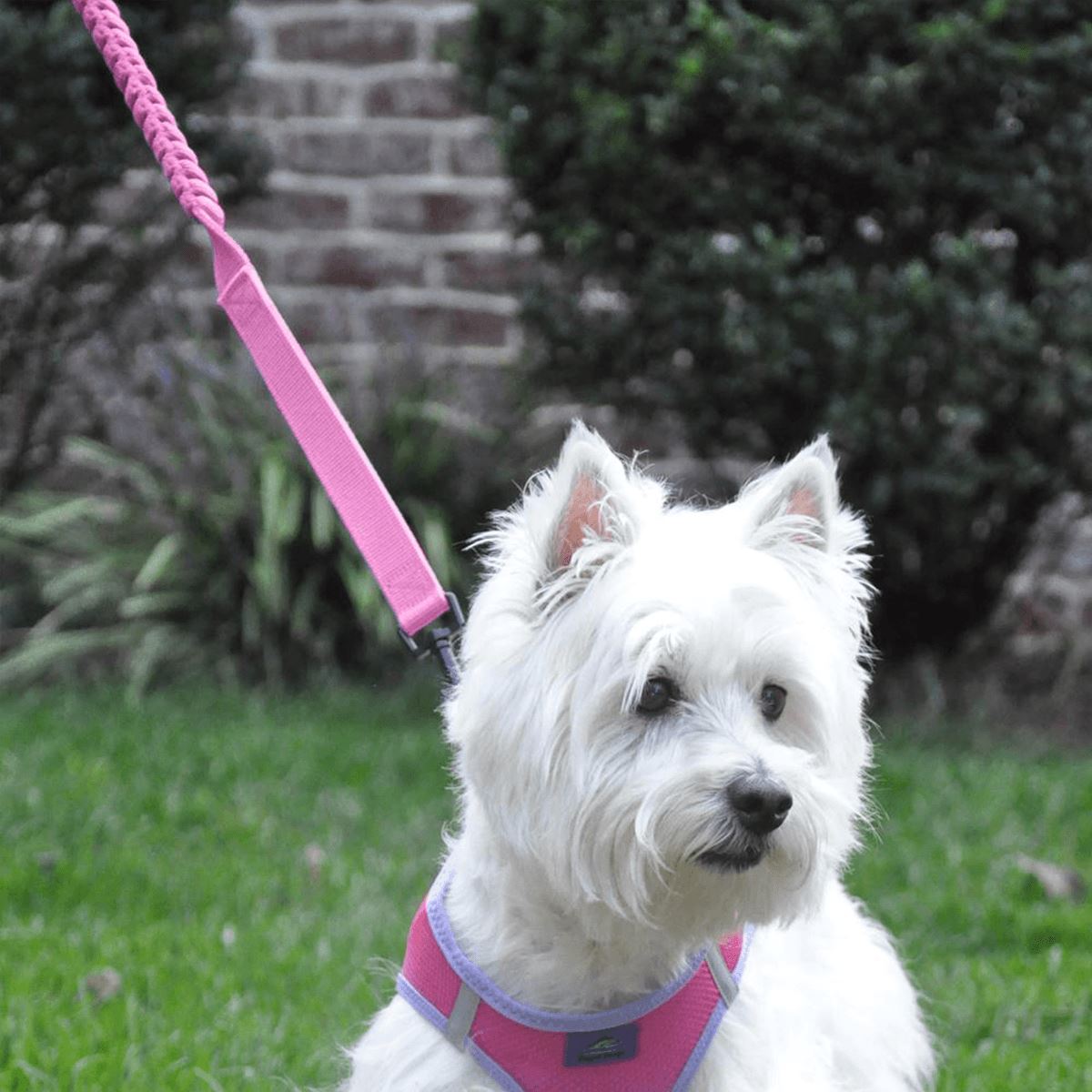 Soft Pull Traffic Dog Leash in Candy Pink | Pawlicious & Company