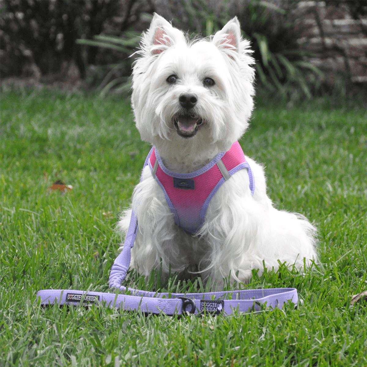 Soft Pull Traffic Dog Leash in Paisley Purple | Pawlicious & Company