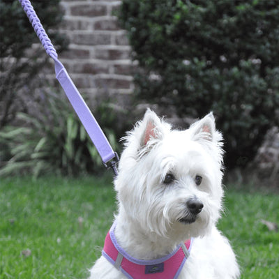 Soft Pull Traffic Dog Leash in Paisley Purple | Pawlicious & Company