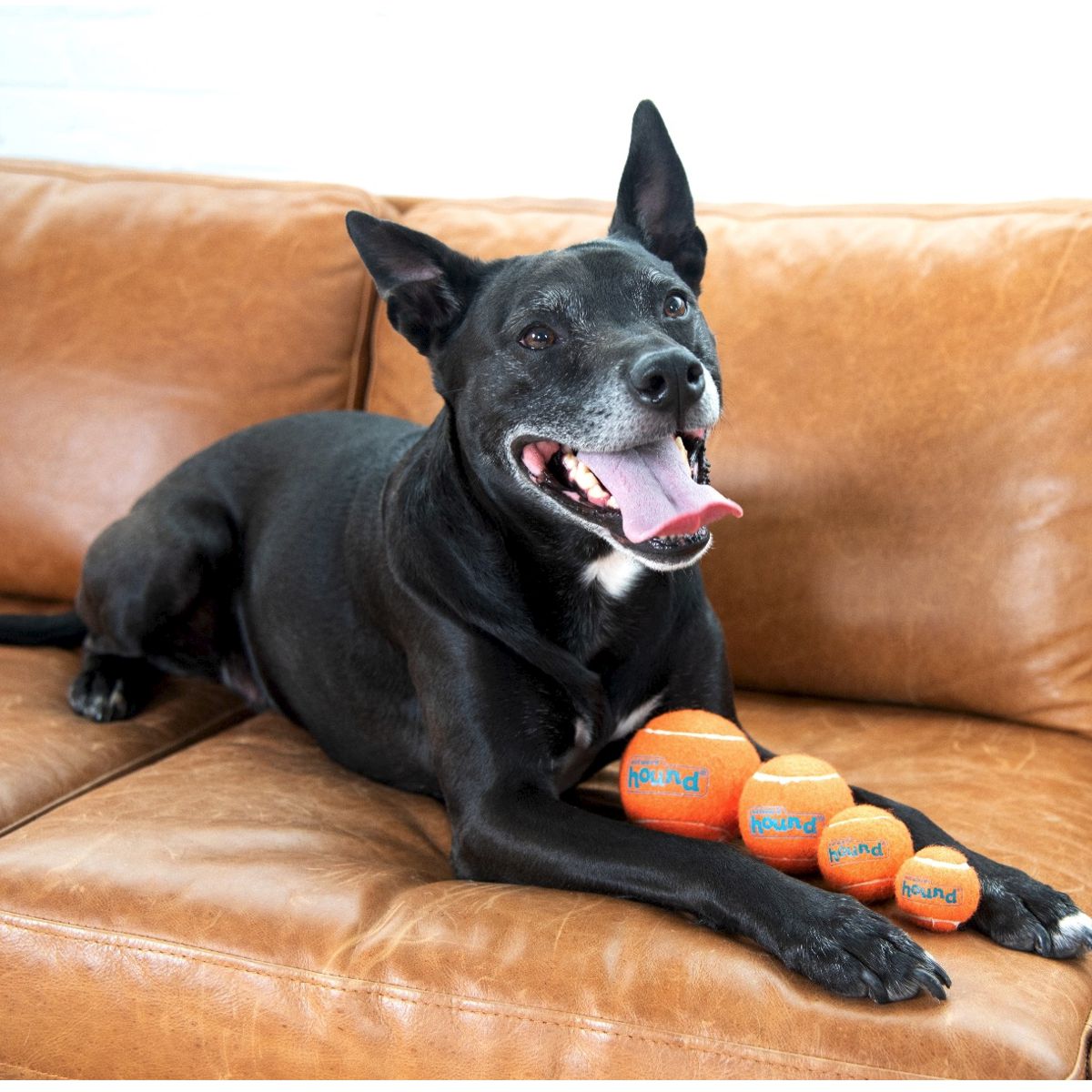 Squeaker Ballz Large | Pawlicious & Company