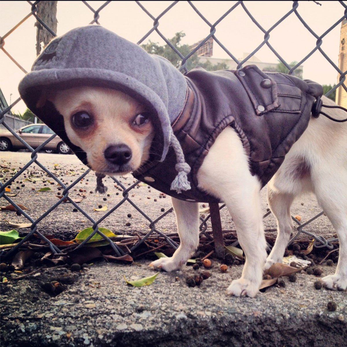 Hip doggie shop coats