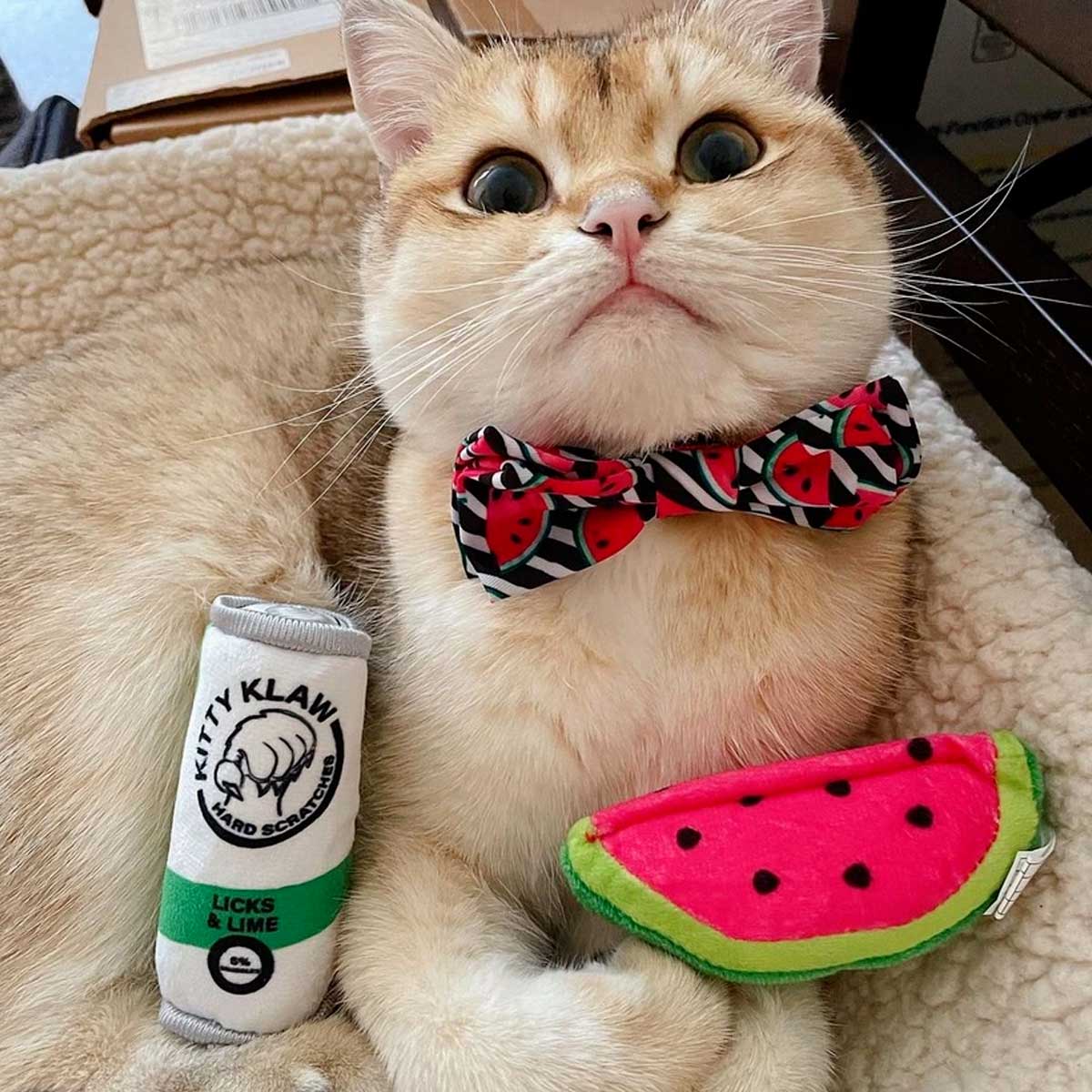 Watermelon Plush Catnip Toy | Pawlicious & Company