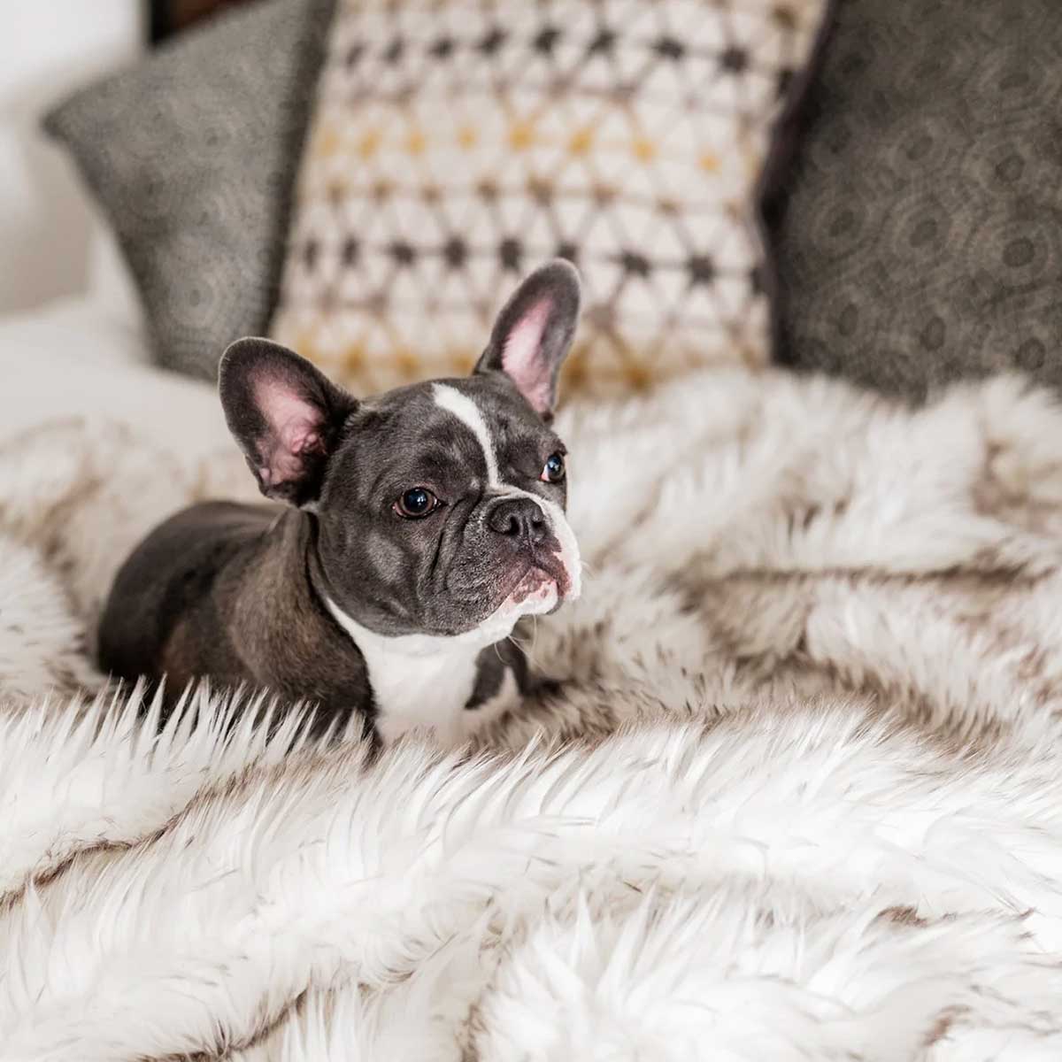 PupProtector Waterproof Throw Blanket - White w/Brown Accents | Pawlicious & Company
