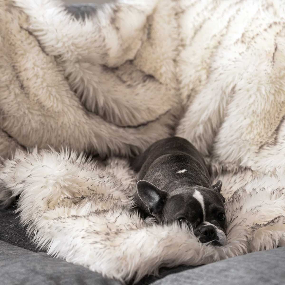 PupProtector Waterproof Throw Blanket - White w/Brown Accents | Pawlicious & Company