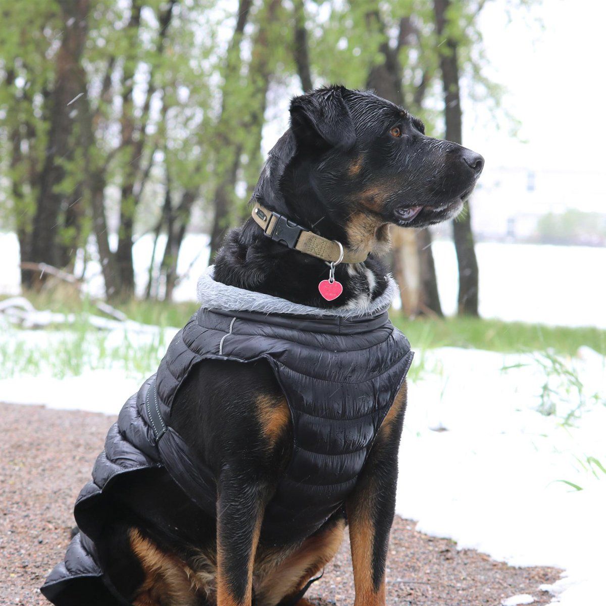 Alpine Extreme Weather Puffer Dog Coat - Black | Pawlicious & Company