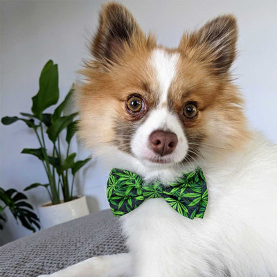 Weed Dog Bow Tie | Pawlicious & Company