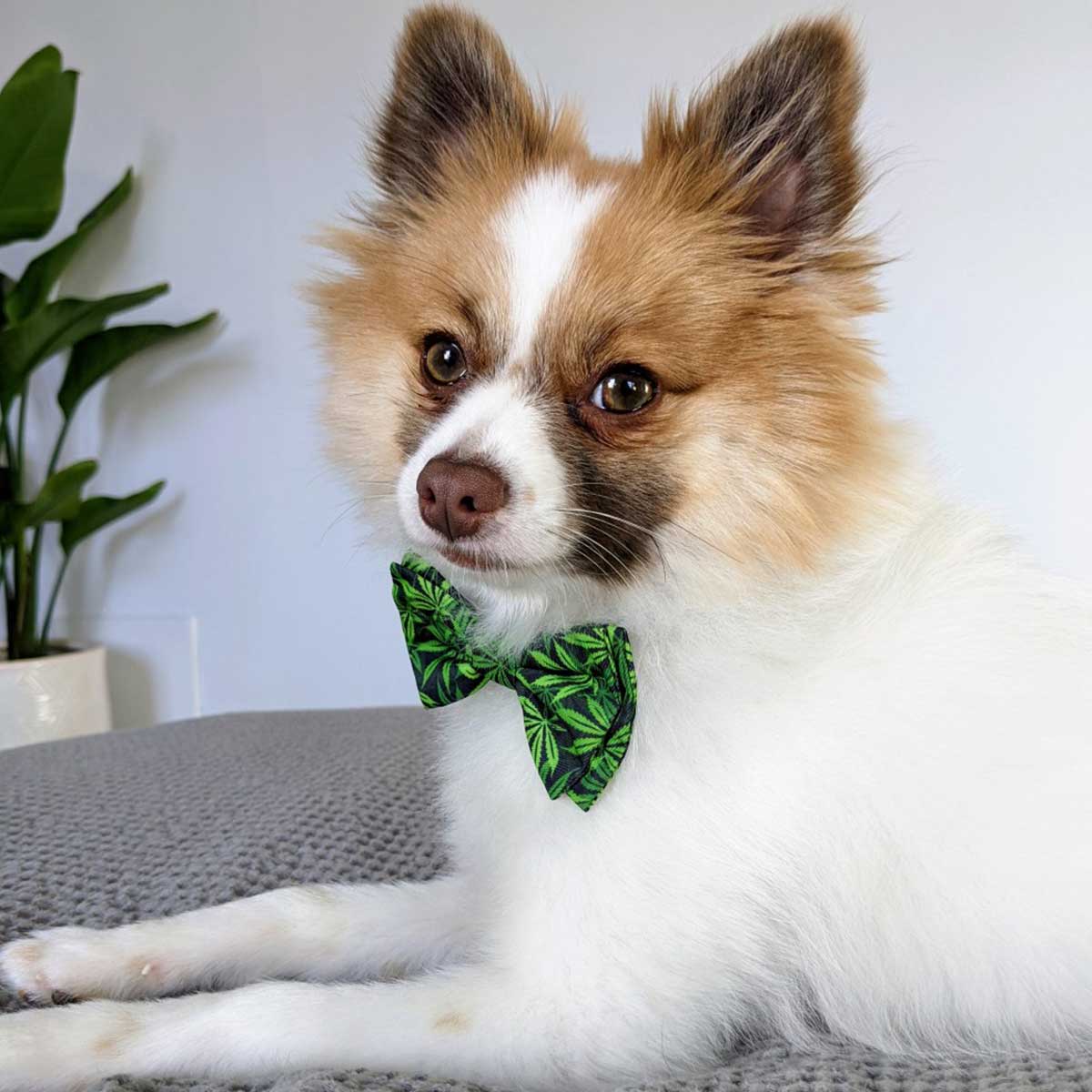 Weed Dog Bow Tie | Pawlicious & Company