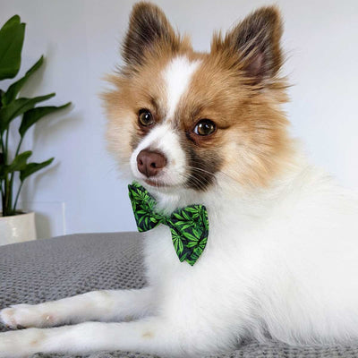 Weed Dog Bow Tie | Pawlicious & Company