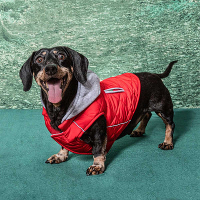 Weekender Sweatshirt Hoodie in Red | Pawlicious & Company