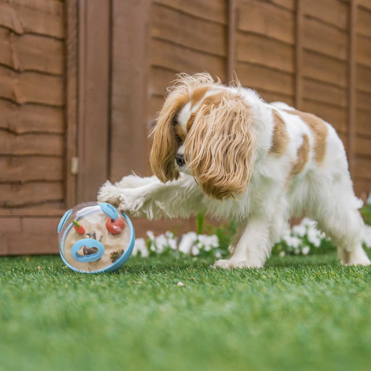 Wobble Ball Enrichment Dog Toy | Pawlicious & Company